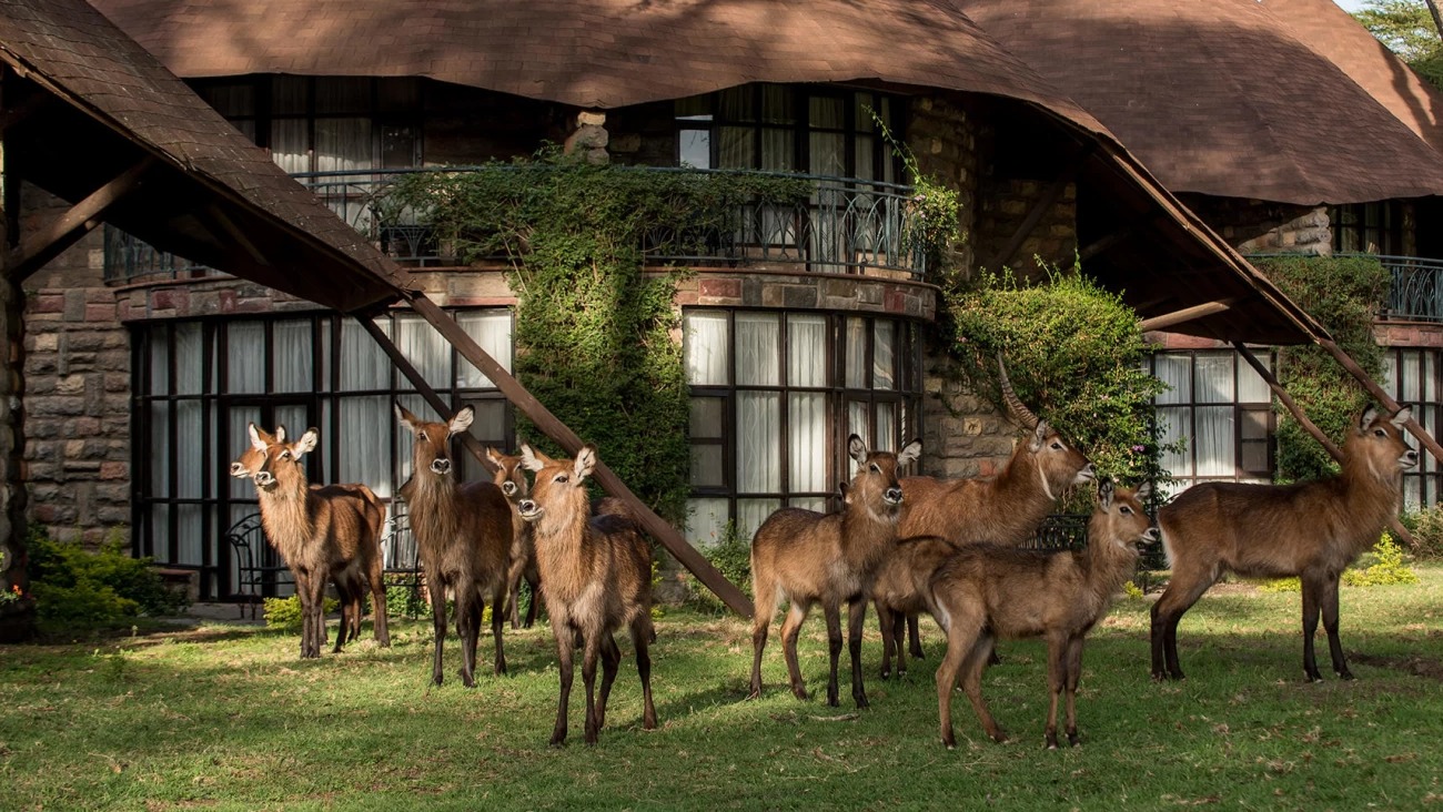 Lakeside Rhythms at Sopa Naivasha: A Day's Flow in Kenya's Great Rift